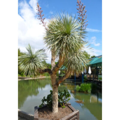 Cacti and Succulents Seeds – 13289 Yucca rostrata
