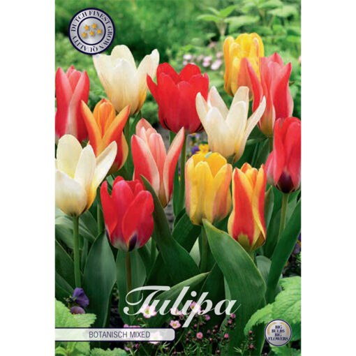 80080 Tulipa – Τουλίπα Botanical Mixed