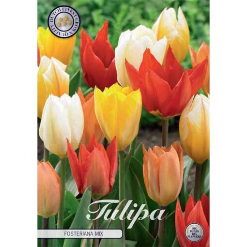 80335 Tulipa Fosteriana Mixed