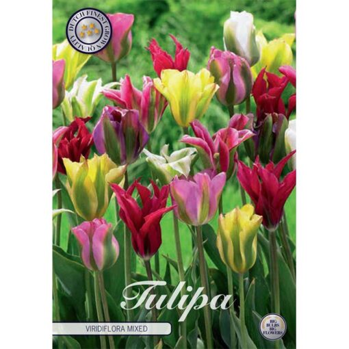 80375 Tulipa – Τουλίπα Viridiflora Mixed