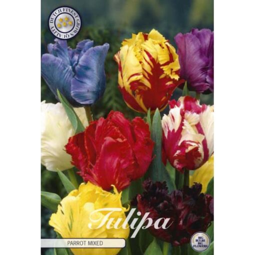 80450 Tulipa – Τουλίπα Parrot Mixed