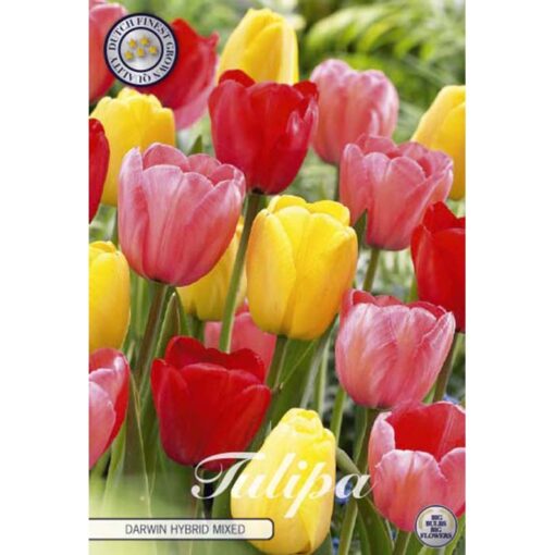 80510 Tulipa – Τουλίπα Darwin Hybride Mixed