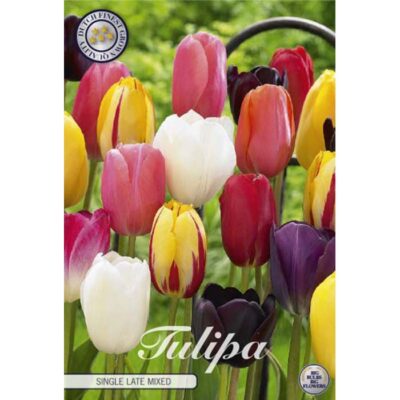 80550 Tulipa Single Late Mixed