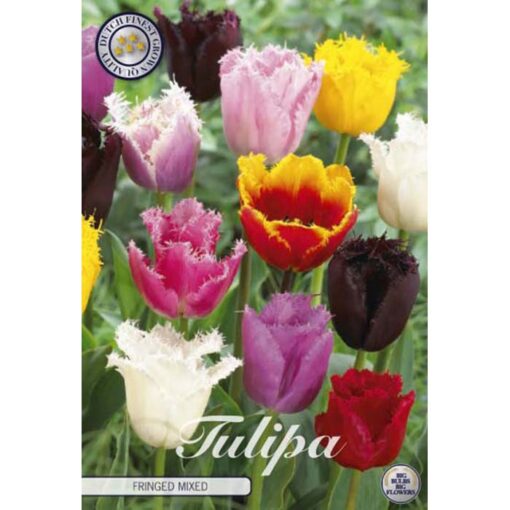 80620 Tulipa Fringed Mixed