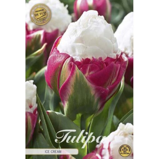 80725 Tulipa – Τουλίπα Ice Cream