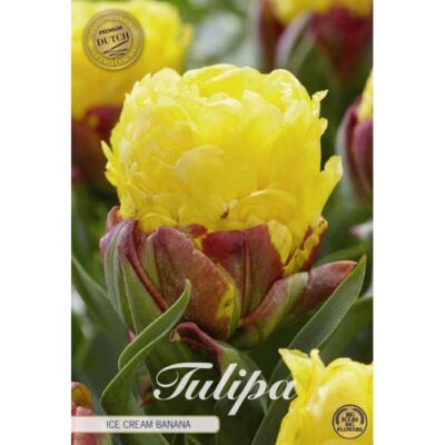 80730 Tulipa – Τουλίπα Ice Cream Banana