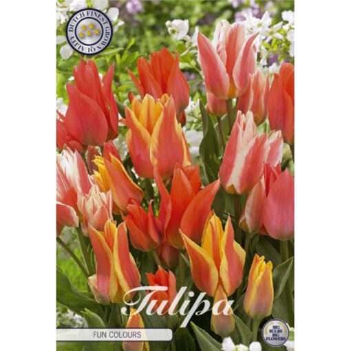 80835 Tulipa Fun Colours
