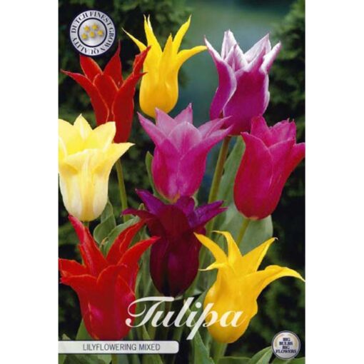 80900 Tulipa Lilyflowering Mixed