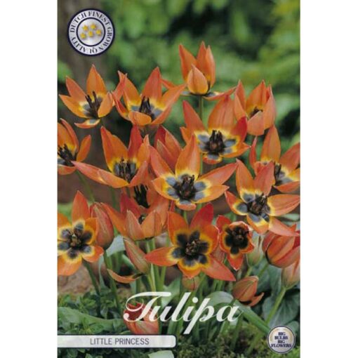 80945 Tulipa – Τουλίπα Little Princess
