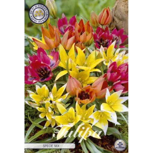 80980 Tulipa – Τουλίπα Specie Mixed