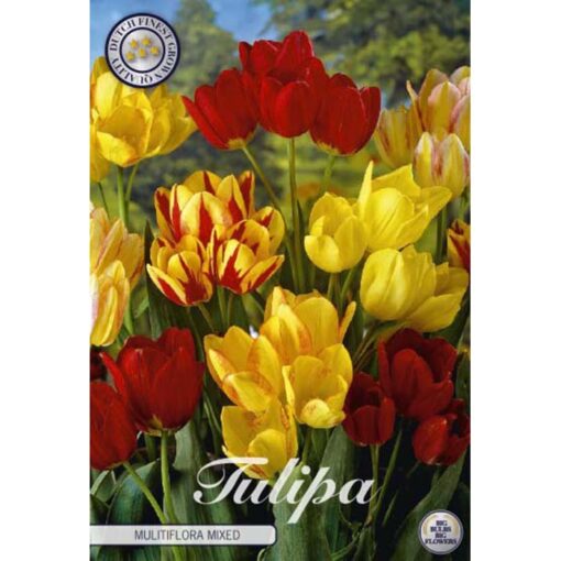 81025 Tulipa Multiflora Mixed