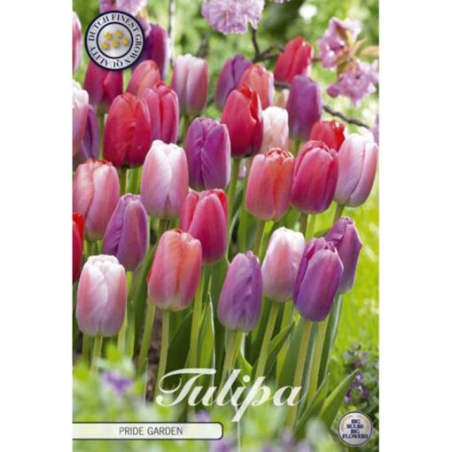 81132 Tulipa – Τουλίπα Pride Garden