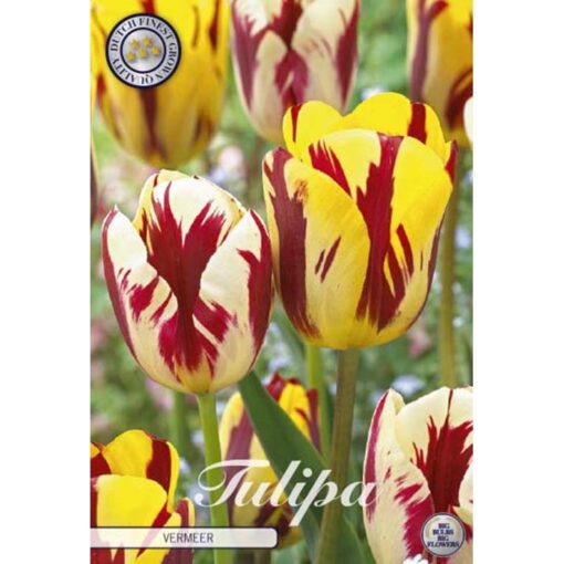 81165 Tulipa – Τουλίπα Vermeer