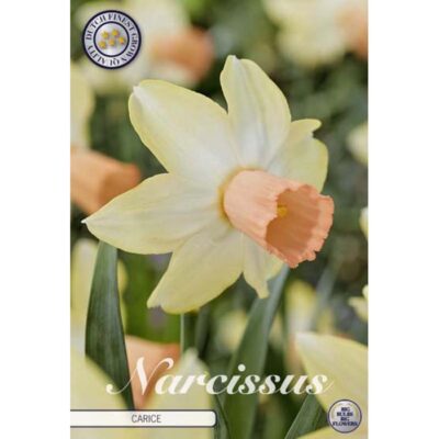 82032 Narcissus – Νάρκισσος Carice