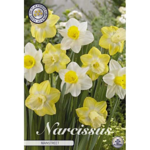 82060 Narcissus – Νάρκισσος Mainstreet