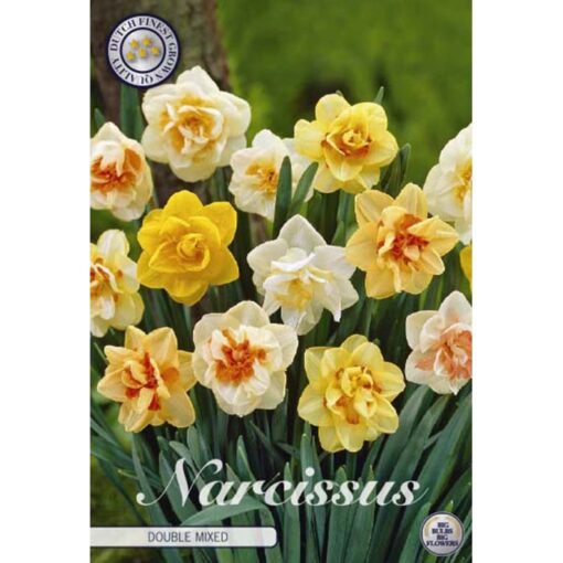 82160 Narcissus Double Mixed
