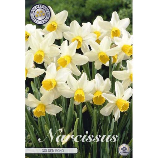 82205 Narcissus Golden Echo
