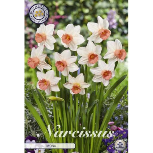82212 Narcissus Iwona