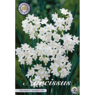 82240 Narcissus Paperwhite Grandiflora