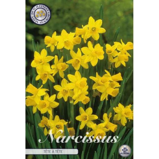 82285 Narcissus – Νάρκισσος Tête à Tête