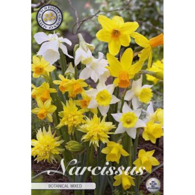 82300 Narcissus – Νάρκισσος Botanical Mixed
