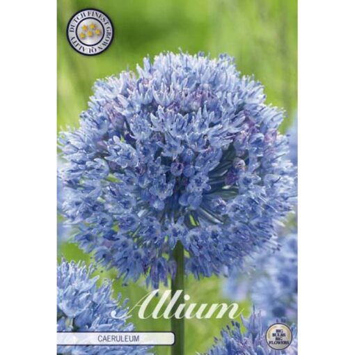 84010 Allium – Αλλιουμ Caeruleum