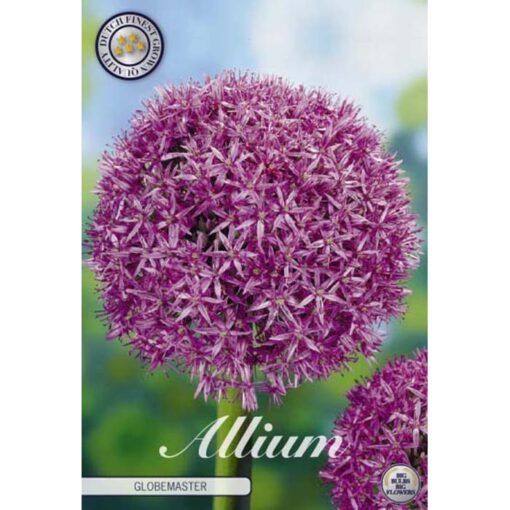 84035 Allium – Αλλιουμ Globemaster