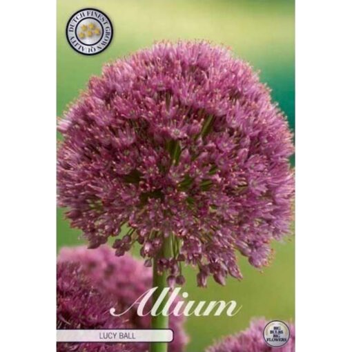 84055 Allium – Αλλιουμ Lucy Ball