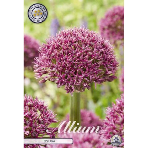 84082 Allium – Αλλιουμ Ostara