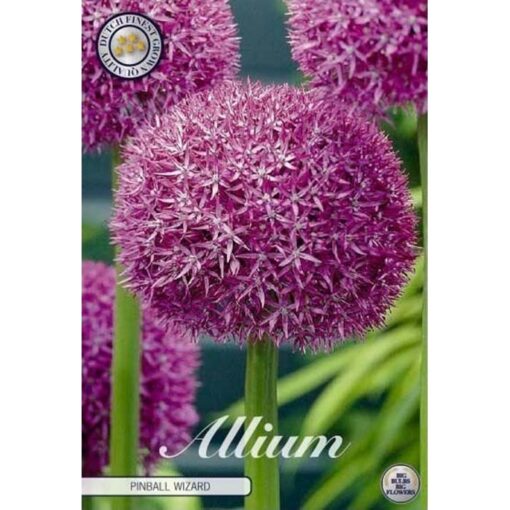 84085 Allium – Αλλιουμ Pinball Wizard