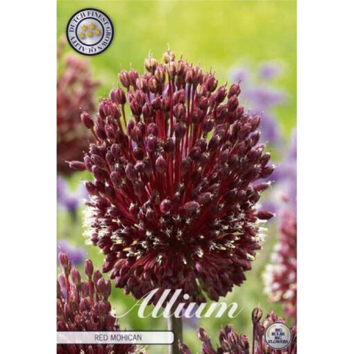 84100 Allium Mohican