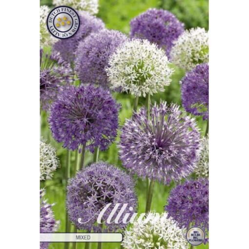 84140 Allium – Αλλιουμ Mixed