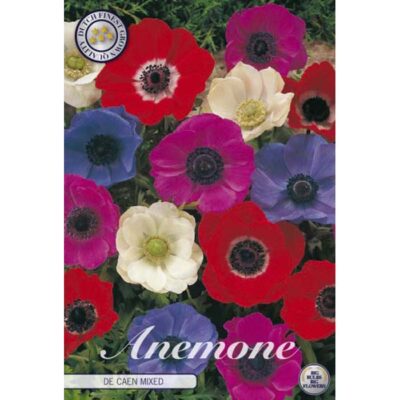 84190 Anemone – Ανεμώνη The Caen Mixed