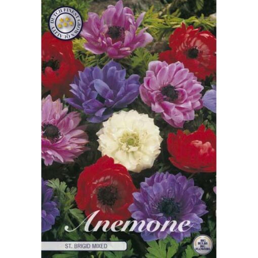 84195 Anemone – Ανεμώνη St. Brigit Mixed