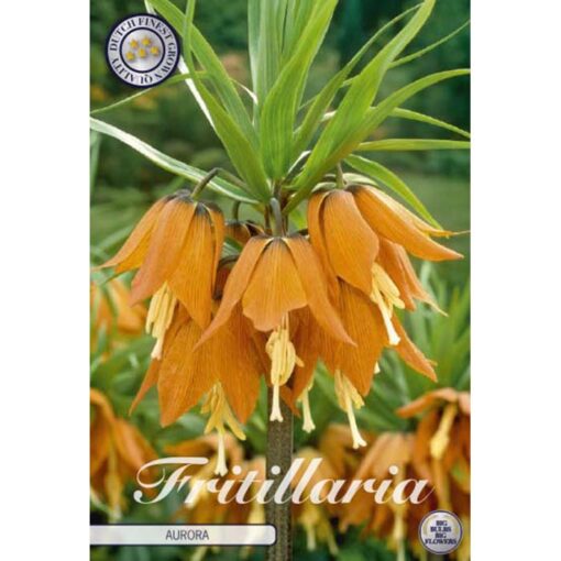 84420 Fritillaria Imperialis Aurora