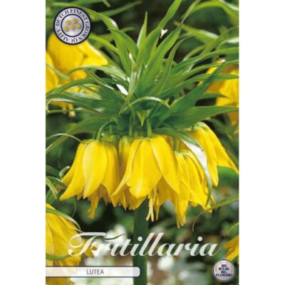 84430 Fritillaria – Φριτιλλάρια Imperialis Lutea