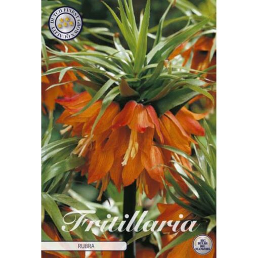 84455 Fritillaria Imperialis Rubra