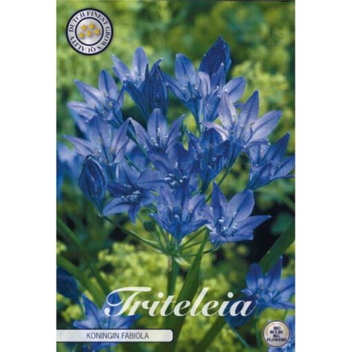 84760 Triteleia – Τριτέλεια Queen Fabiola
