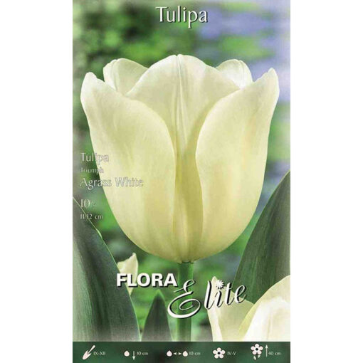817946 Tulipa – Τουλίπα Agrass White