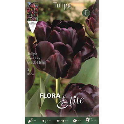 789069 Tulipa Black Hero