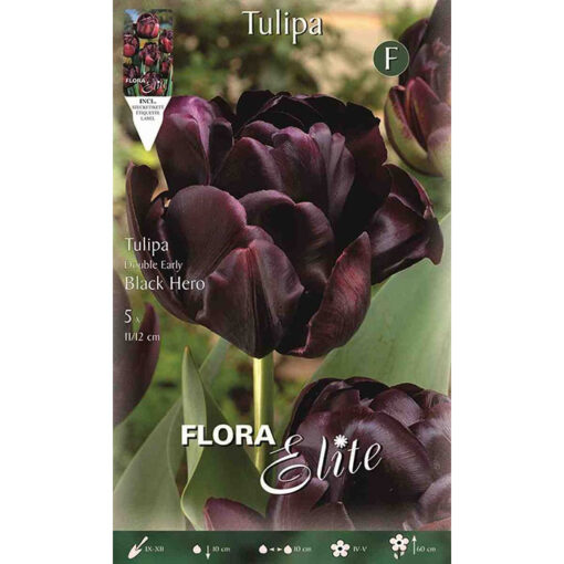 789069 Tulipa – Τουλίπα Black Hero