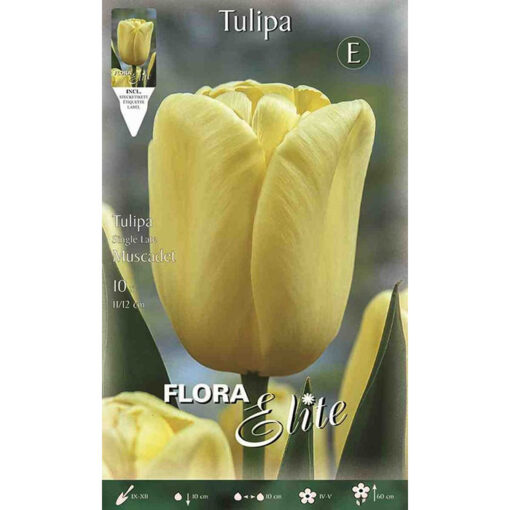 792311 Tulipa – Τουλίπα Muscadet
