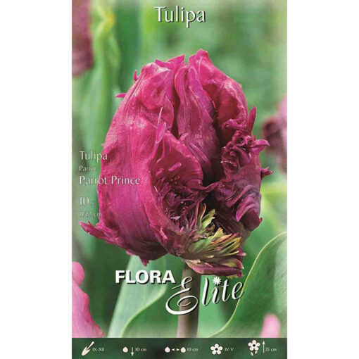 817984 Tulipa – Τουλίπα Parrot Prince