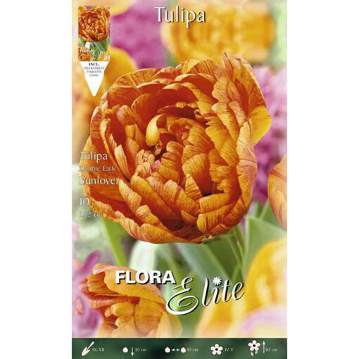 803949 Tulipa – Τουλίπα Sunlover