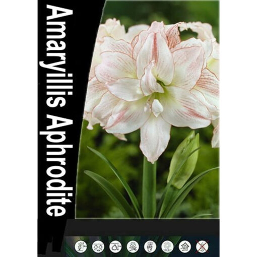 53255 Amaryllis – Αμαρυλλίς Aphrodite