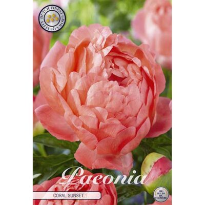 40593 Paeonia Coral Sunset