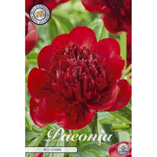 40596 Paeonia Red Charm