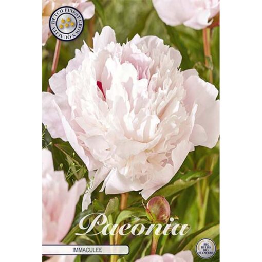 40606 Paeonia Immaculee