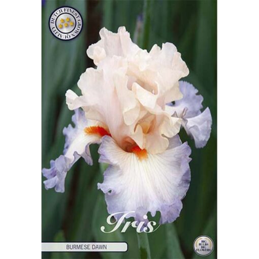 40611 Iris Burmese Dawn