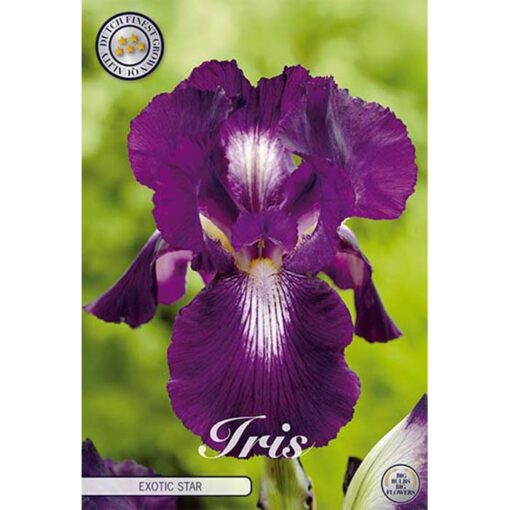 40616 Iris Exotic Star